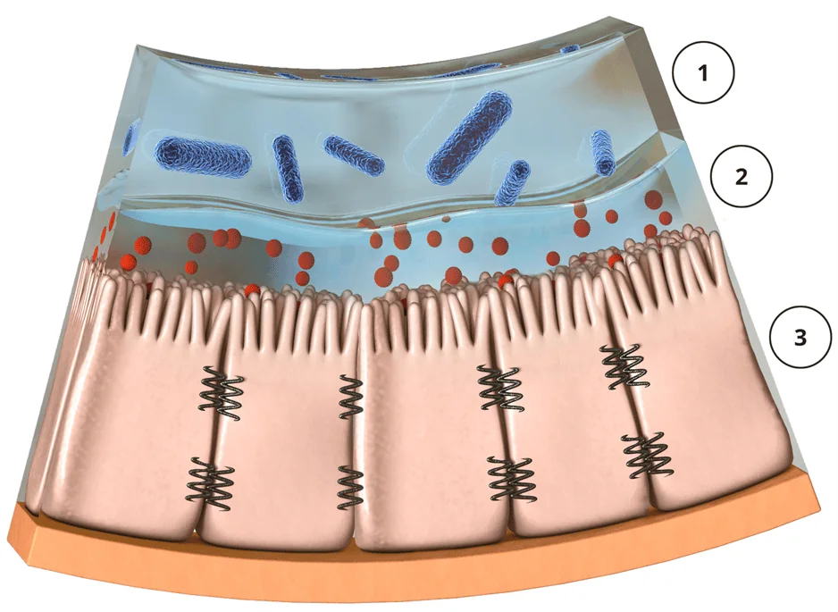 Leakygut Darmbarriere