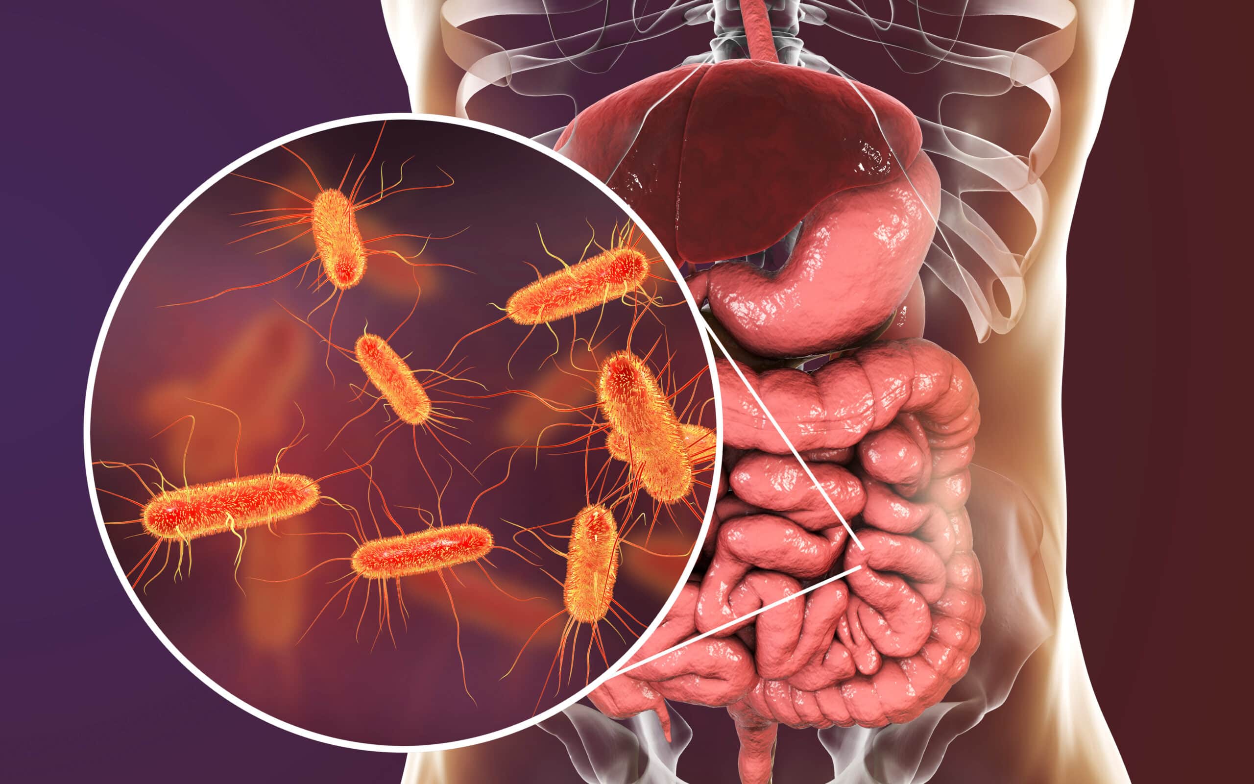 Intestinal,microbiome,,3d,illustration,showing,anatomy,of,human,digestive,system