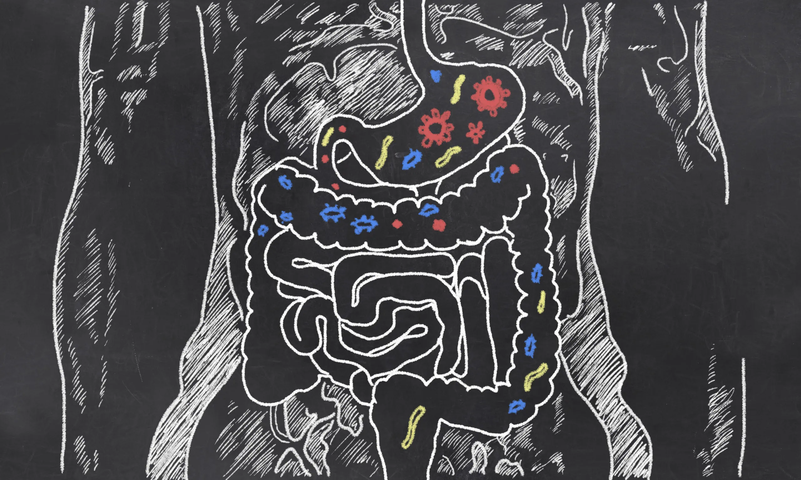 Intestines,with,gut,bacteria,on,blackboard
